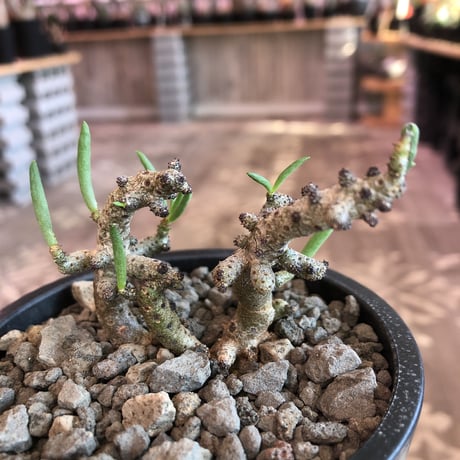 tylecodon buchholzianus《M size》※大変綺麗で繊細な品種‼︎※mad black pot植え