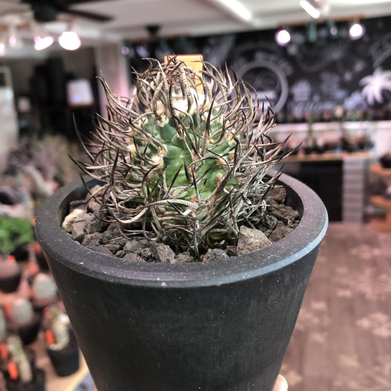 turbinicarpus 昇竜丸 | plants holic 