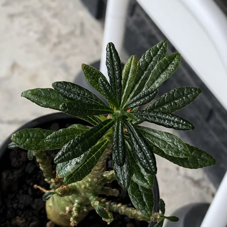 希少‼︎dorstenia gigas《小さめL  size》littmon  seed🌱8年株※ぼってり株元に良枝振りバランス良きリトモン渾身の一株※mad black pot植え