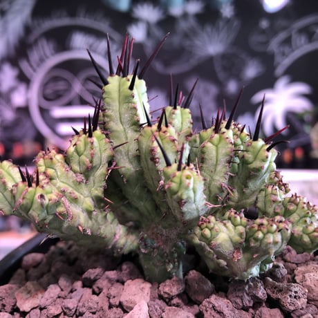 euphorbia enopla《M size》希少モンスト株※鋭い黒棘にこの丈ながらwildな躍動感とweightも低くbalance良きモンスト株‼︎※mad black bowl pot植え