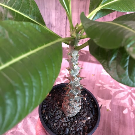 packypodium  baronii  《大きめM size》店主国内管理4年株※現地球発根済株※大変味ある成熟株の肌質でカッコいいバロニー‼︎※mad black pot植え