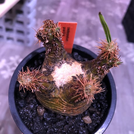 pachypodium  gracilius《大きめS size》希少green肌ぼってり樹形※現地球発根済株※店主国内管理2年株※weight＆枝振り良き将来有望株※mad black pot植え