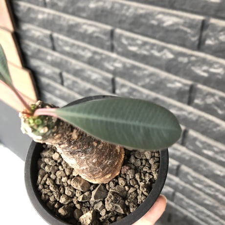 euphorbia  pachypodioides《M size 》※現地球発根後店主国内管理3年株※ボコボコ肌にcompactな良樹形‼︎人気者な一株※mad black pot植え