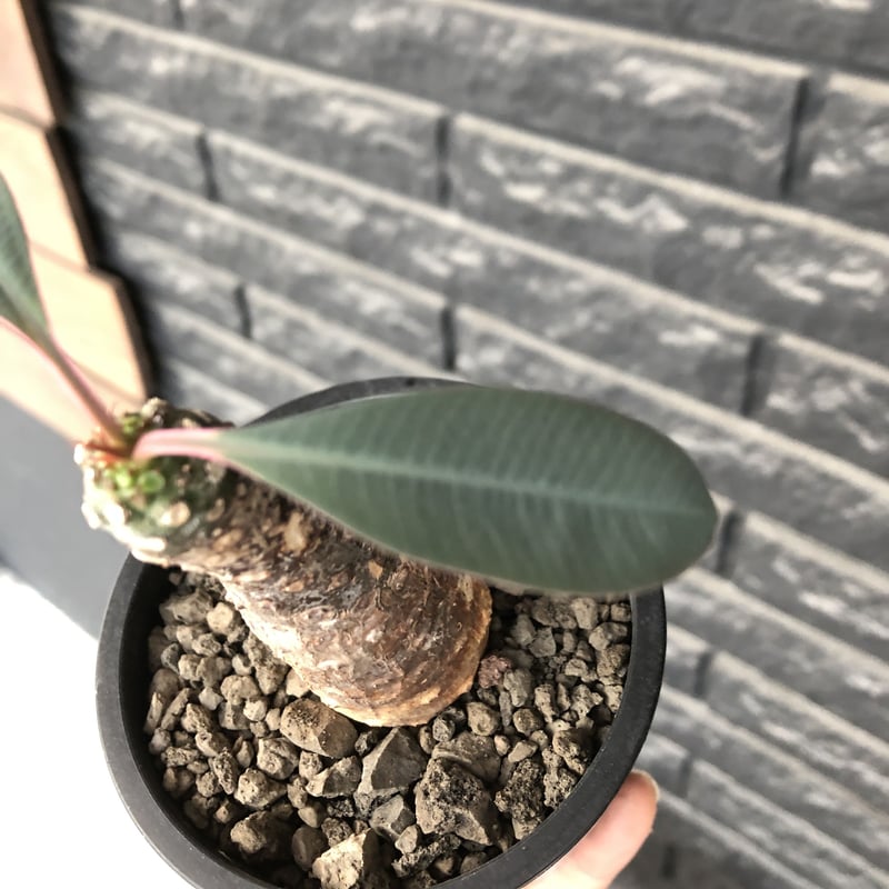 euphorbia pachypodioides《M size 》※現地球発根後店主国内管理