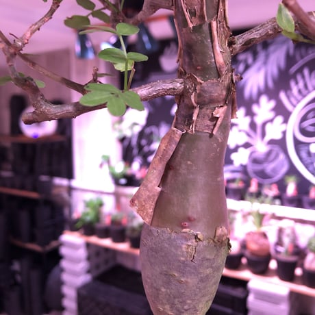 bursera  fagaroides《L  size》※現地球発根済※店主管理5年株※成熟しメクれ上がった表皮＆大変ぷっくりぼってり株元な作り込んだ一株※mad black pot植え