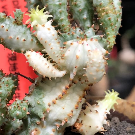euphorbia mammillaris variegata 群生株《L size》※現地球株発根済※小型種ながらどっしり構えで主幹は太く‼︎更には斑入りのバランス良き一株‼︎※信楽陶器鉢植え