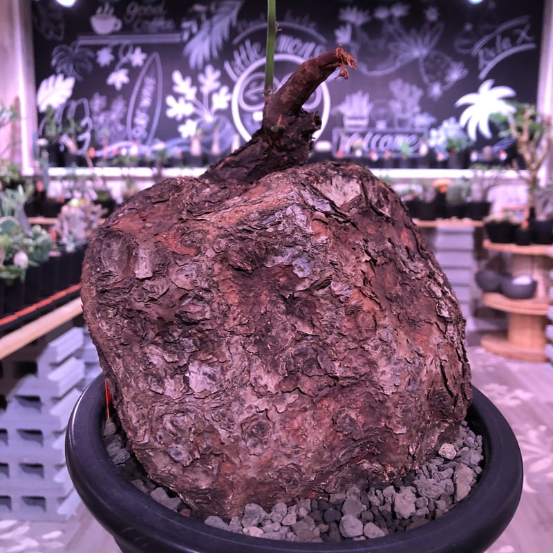 cyphostemma pachypus《L L size》激希少size‼︎ ※歴史