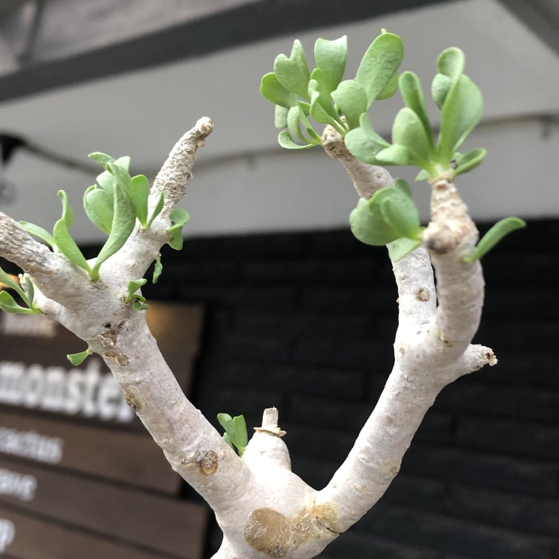 othonna furcata《大きめS size》極白肌株※現地球発根後店主国内管理3