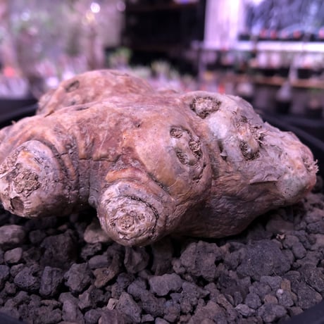 packypodium  brevicaule恵比寿笑い《M size》※現地球発根済株※店主国内管理4年株※個体差として珍しく赤肌をもつ恵比寿笑い※mad black pot植え