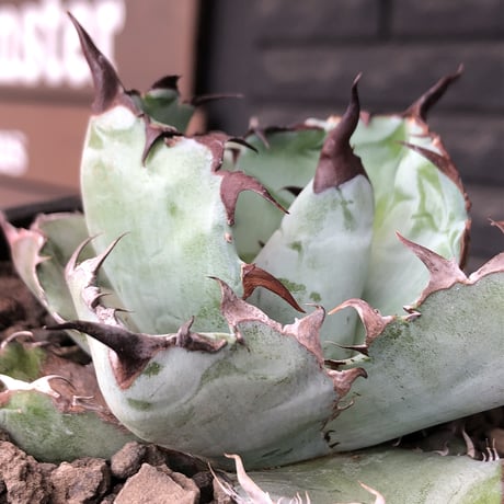 agave titanota black&blue 強棘《M size》選抜株※現地球株発根済※極めて纏まり締まり良き厳つさが堪らないワイルド株※mad black pot植え
