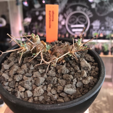 othonna   euphorbioides《S size》※現地球発根済株※小振り且つweight低き強棘な男前良樹形株※mad black bowl pot植え