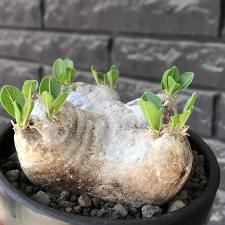 pachypodium  brevicaule恵比寿笑い《M size》※現地球発根後店主国内管理3年株※美しい肌を持つ手乗りサイズ感‼︎※mad black bowl pot植え