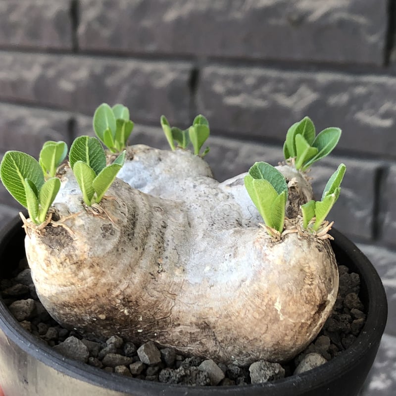 pachypodium brevicaule恵比寿笑い《M size》※現地球発根後店主国内...