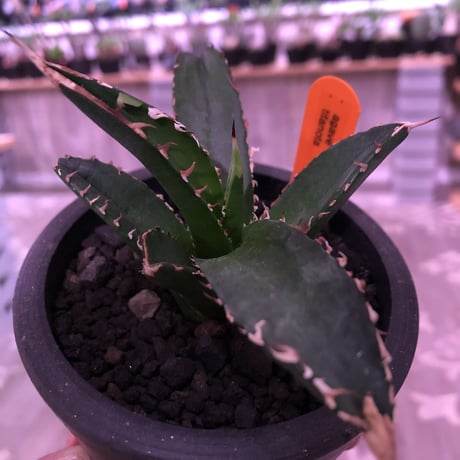 agave   littmon ４株set🌵《titanota.赤猫.BB.parryi》※セットのみ販売‼︎※mad black pot植え
