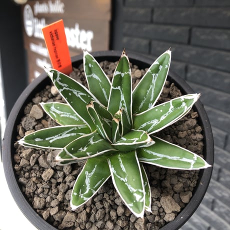 agave  笹の雪《M size》※現地球発根後店主国内管理1年株※締まり&美しいbalanceも良きbest size※mad black bowl pot植え