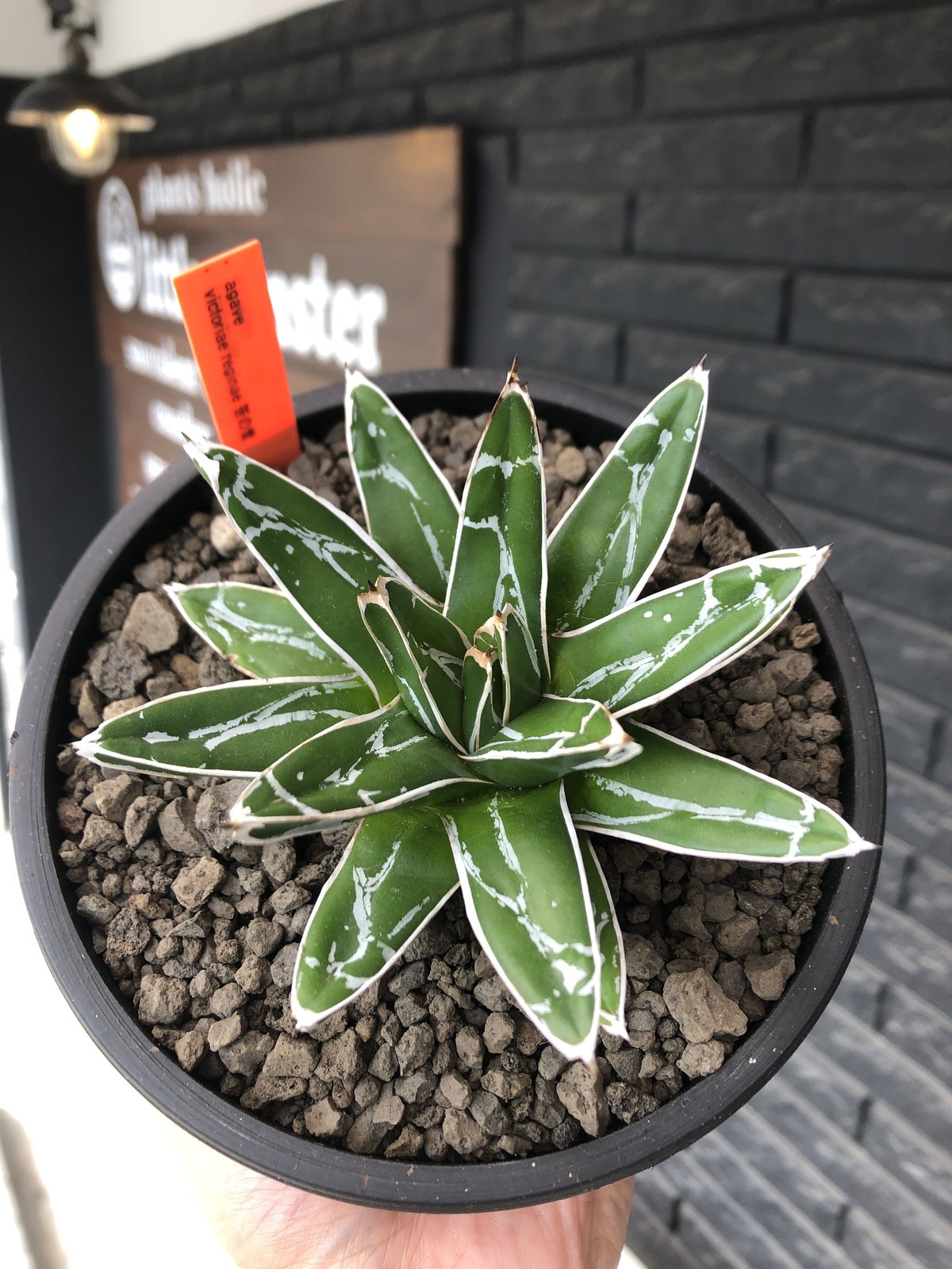 観葉植物大株 ダルマ 笹の雪 Agave victoriae reginae - julianaguedes