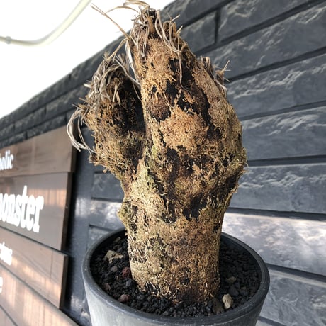xerophyta trichophylla《S size》※現地球発根後店主国内管理2年株※驚愕強靭株※枝振り良くweightもlow‼︎かわいい小振りサイズ※mad black pot植え