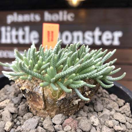 avonia   alstonii《XL size》※現地球発根済株※店主国内管理12年株※年代物且つ驚愕big株‼︎二度と手に入らないサイズ感な激オススメ株‼︎※ mad black pot植え