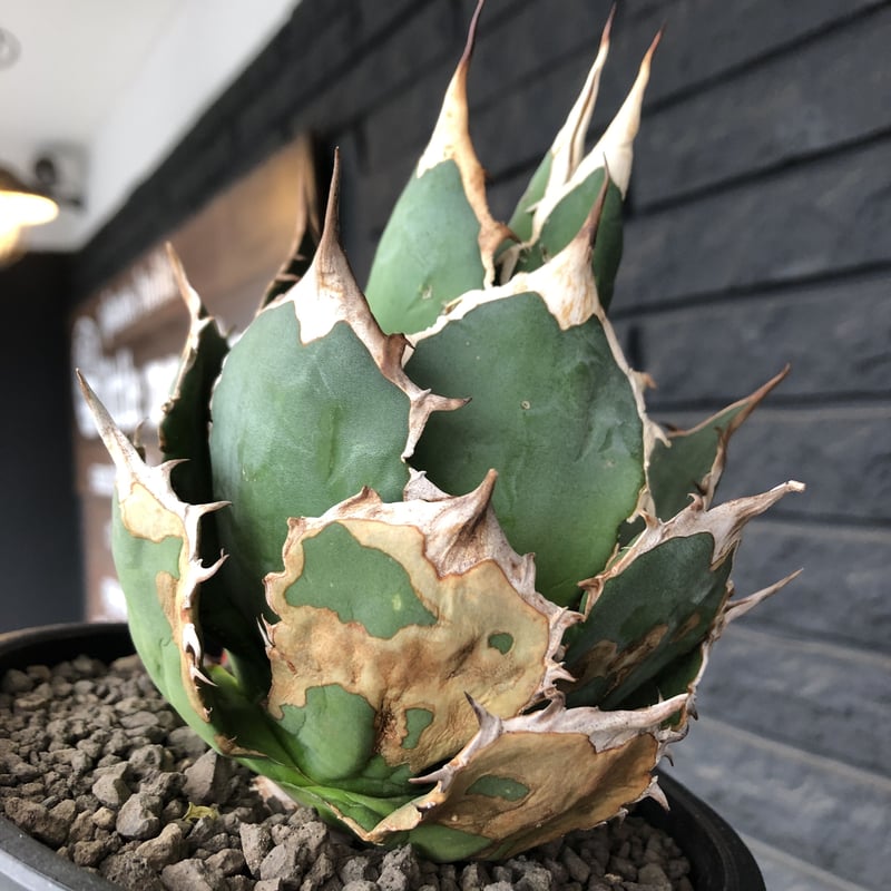 agave titanota《大きめM size》※現地球発根後店主国内管理1年株※極