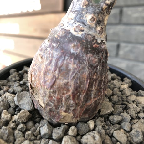 euphorbia  pachypodioides《大きめS size 》※現地球発根後店主国内管理3年株※ボコボコ肌まん丸球体樹形‼︎大変人気者な球体株※mad black bowl pot植え