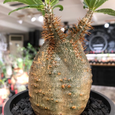 pachypodium makayense《M size》※現地球株発根済※唯一無二！極めてマカイらしからぬぼってり良樹形（green肌）※black pot植え