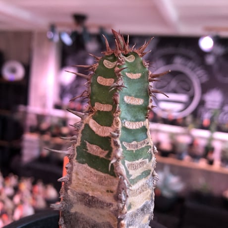 euphorbia  neohumbertii《M size 》※現地球発根済株※店主国内管理2年株※ゼブラ模様とold感強き渋カッコいい一株‼︎※mad black pot植え