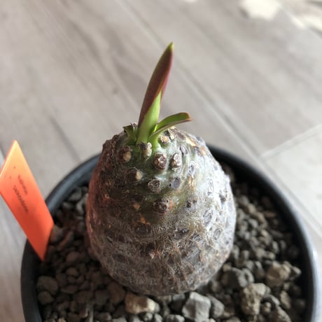 euphorbia   pachypodioides《S size  360度 たまご型》可愛くて堪らない子