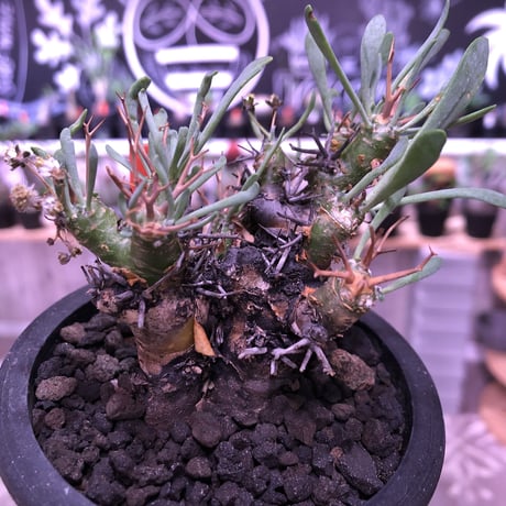 othonna   euphorbioides《M size》black肌‼︎　※らしさ漂うカッコいいオイデス‼︎オススメ株！※mad black pot植え