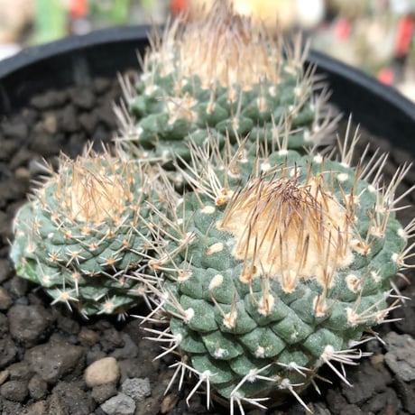 strombocactus 白棘菊水 4分頭《Lsize》※littmon seed株※現地球株と比べ生育は早く例年開花も楽しめる美樹形な一株‼︎※black bowl pot植え