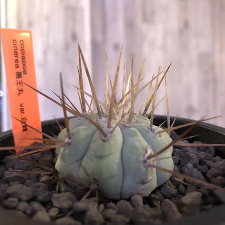 copiapoa   cinerea  長棘白棘黒王丸《S size》現地球株カキ仔自根株‼︎※mad black pot植え