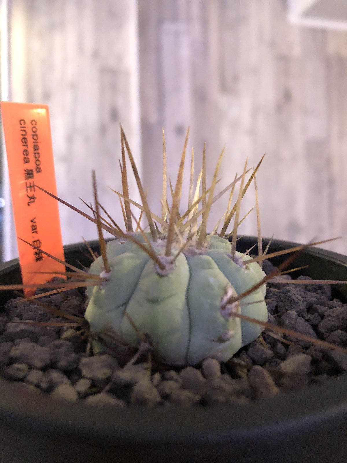 copiapoa cinerea 長棘白棘黒王丸《S size》現地球株カキ仔自根株‼︎