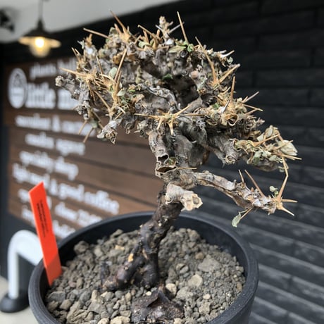 sarcocaulon  vanderietiae《大きめM size》※現地球発根後店主国内管理3年株※希少春秋型種‼︎良樹形な幹上がり仕立ての一株※mad black pot植え