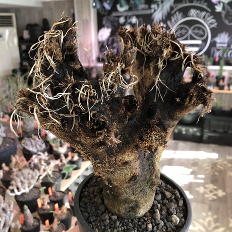 xerophyta  trichophylla《S size》※現地球発根済株※驚愕強靭株※限りなくweightはlow‼︎品種としこれでもかわいい小振りサイズ‼︎※mad black pot植え