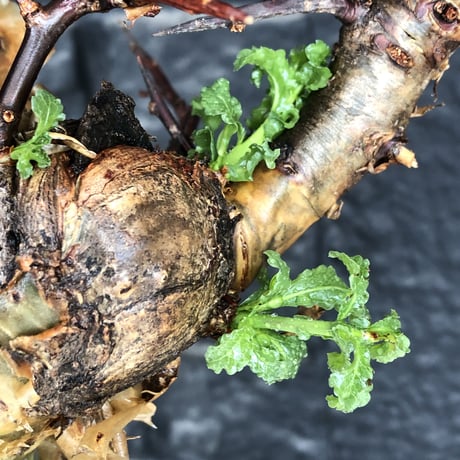 commiphora eminii《LL size》※現地球発根後店主国内管理6年株※極太幹を持つ激wildな出立ちが堪らない‼︎※mad black tall pot植え