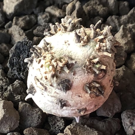 sarcocaulon peniculinum《S size》激希少種※現地球発根後店主国内管理5年株※堪らないほど極白の美しい一株※mad black pot植え