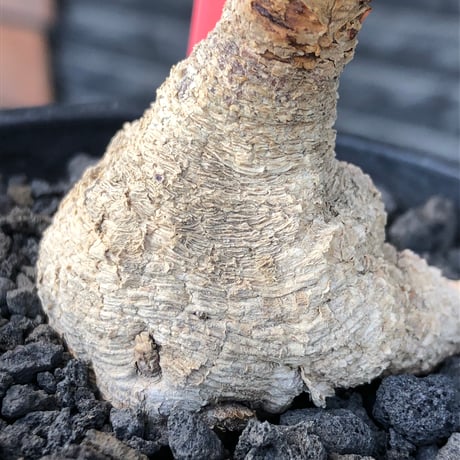 euphorbia fishbone《M size》※現地球株発根済※希少‼︎現地球株は極めて流通少なく愛くるしさと味深き白花も醍醐味※black pot植え
