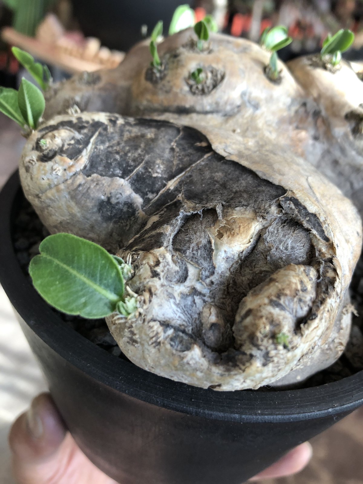 fit=scale-down,w=1200