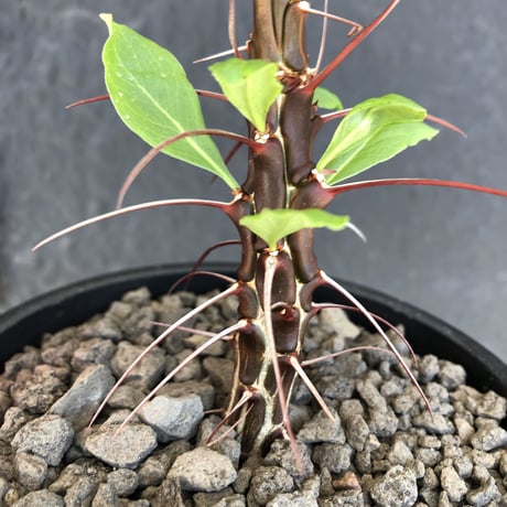 fouquieria  ochoterenae《M size》※ワインレッドcolorの幹に赤とシルバーの棘、そして波打ち葉が特徴点な大変カッコいい一株‼︎※mad black pot植え※限定２株
