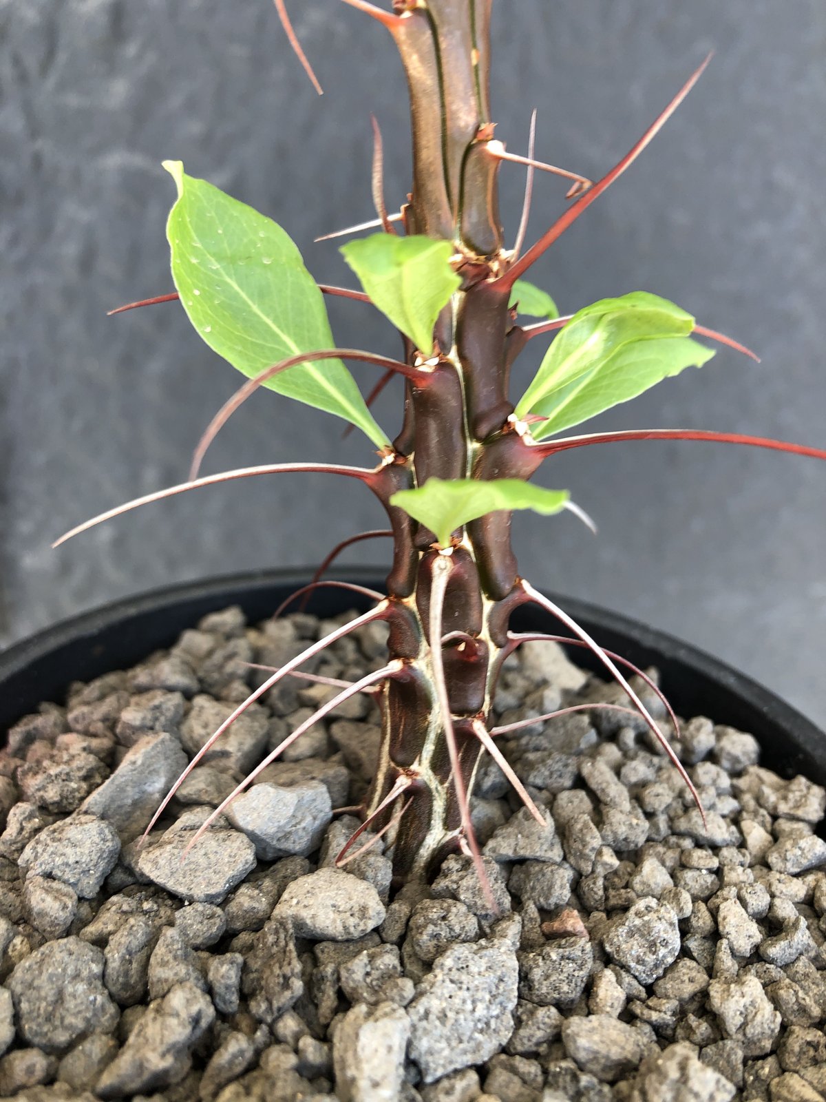 fouquieria ochoterenae《M size》※ワインレッドcolorの幹に赤