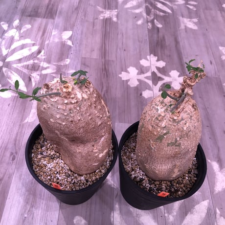 hockea  edulis《L L  size》