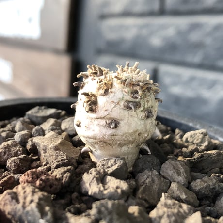 sarcocaulon peniculinum《S size》激希少種※現地球発根後店主国内管理5年株※堪らないほど極白の美しい一株※mad black pot植え