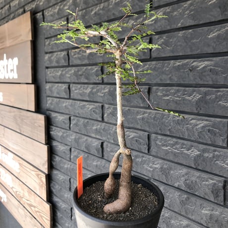operculicarya decaryi littmon seed🌱 《5年株》※成長早く例年変化を感じ育てられる上、weight低く作り込んだ上品仕立て選抜株※mad black pot植え