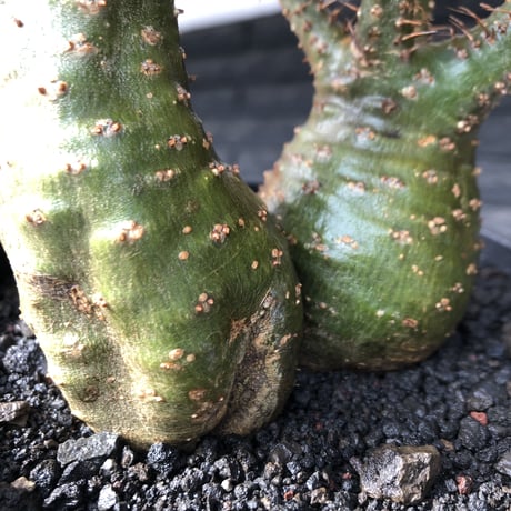 pachypodium gracilius《M size》希少green肌&W-he'd株※現地球発根後店主国内管理2年株※強いgreen肌とぼってり株元な選抜株※mad black pot植え