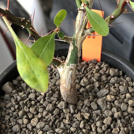 fouquieria  fasciculata《M size》驚愕‼︎激希少種※現地球発根後店主国内管理5年株※株元華奢ですが流通極少な渾身の一株※mad black pot植え