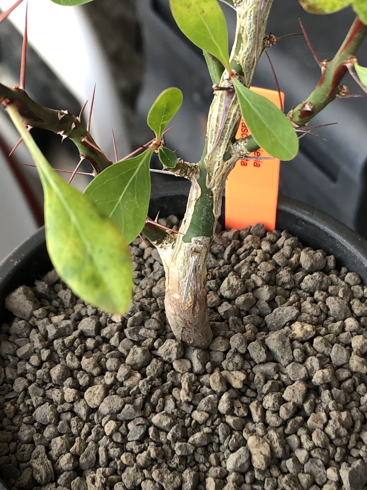 fouquieria fasciculata《M size》驚愕‼︎激希少種※現地球発根後店