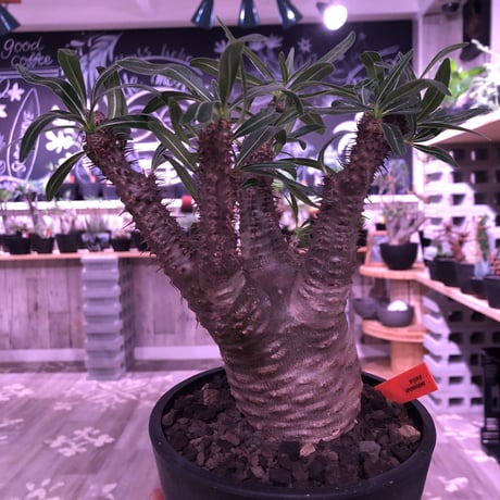packypodium  gracilius《M size》※現地球発根済み株‼︎  （限定1株）筋筋とボコボコを主張する枝振り激しいwildグラキ‼︎ ※mad black pot植え