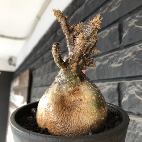 pachypodium gracilius《M size》極‼︎低重心ぼってり樹形※現地球発根後店主国内管理3年株※岩肌に当たり育った傷跡を持つぼってり樹形※mad black pot植え