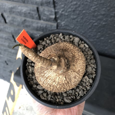 euphorbia   subapoda《M size 》特化した球体&扁平樹形が愛くるしくて堪らないスバポダ‼︎※mad black bowl pot植え