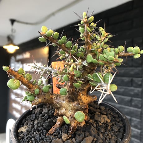 alluaudia comosa《 M size》店主長期作り込み株※現地球発根後店主国内管理6年株※極めて低重心且つ良枝振りの味深くcompactな一株※mad black pot植え