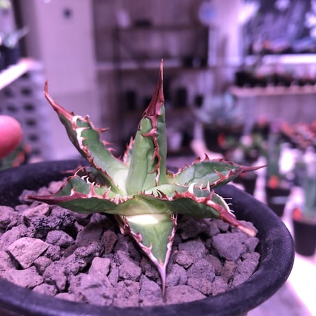 agave    ドワーフィー